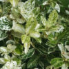 Бересклет Форчуна Euonymus fortunei Harlequin