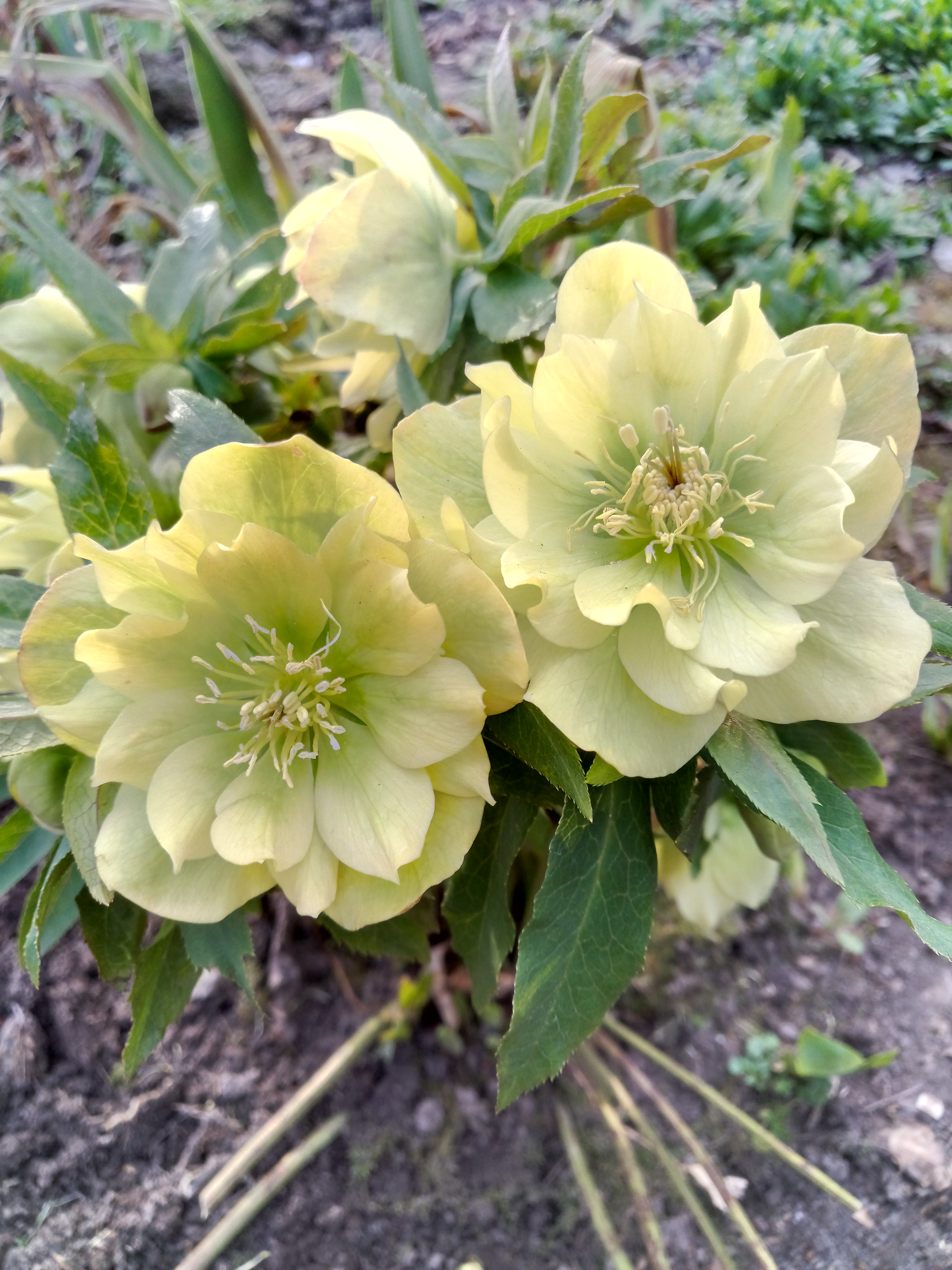 Морозник Махровый Цветок